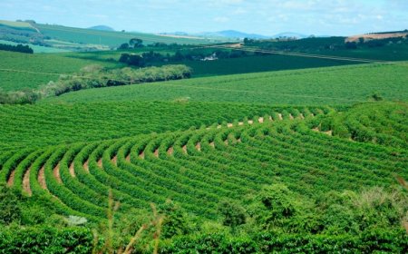 Pesquisa do Sistema Faemg Senar aponta impactos climáticos na cafeicultura mineira