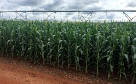 Preços ao produtor no Brasil desaceleram alta em janeiro a menor nível em 1 ano