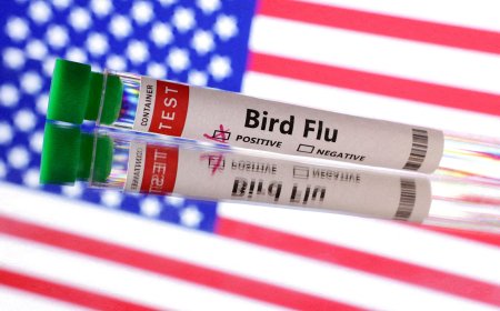 EUA registram primeiro surto da gripe aviária letal H7N9 desde 2017
