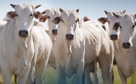 Brasil teve produção recorde de carnes em 2024 na esteira de exportações históricas