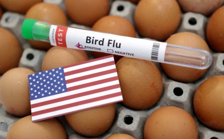 EUA recorrem a ovos do Brasil e avaliam outras fontes durante surto de gripe aviária