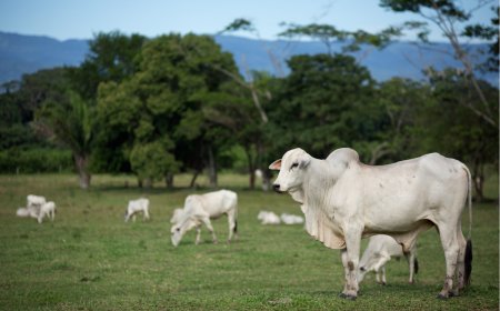 Brasil obtém promessa de missão japonesa visando exportação de carne bovina