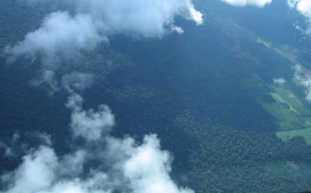 Petrobras comprará R$ 450 milhões em créditos de carbono na Amazônia