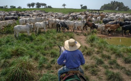 Da carne aos grãos: guerra comercial é uma benção para Brasil e Argentina