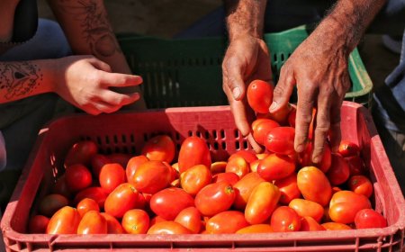 Alimentos continuam a pressionar inflação e tomate é vilão do IPCA-15