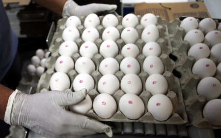 Exportações de ovos do Brasil disparam 271% diante da forte demanda dos EUA