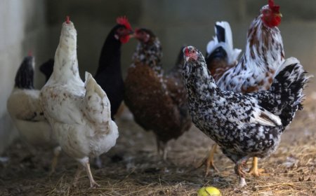 China suspende compra de carne de frango do Brasil por gripe aviária, diz CNN