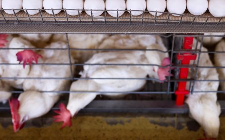 RS declara estado de emergência em saúde animal para gripe aviária e inicia vistorias