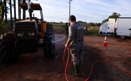 Agricultores e autoridades intensificam controles onde gripe aviária foi registrada