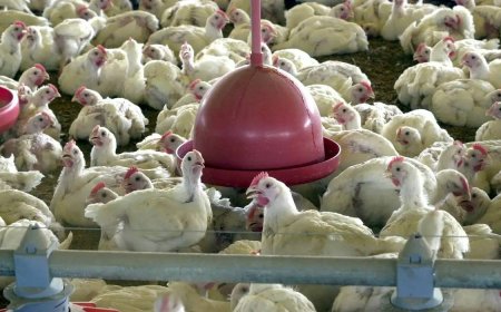 Mais de 30 mercados já colocaram restrições a frango do Brasil por gripe aviária