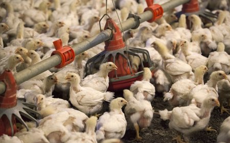 Gripe aviária: 4 países restringem embargo a frango brasileiro apenas do RS; entenda