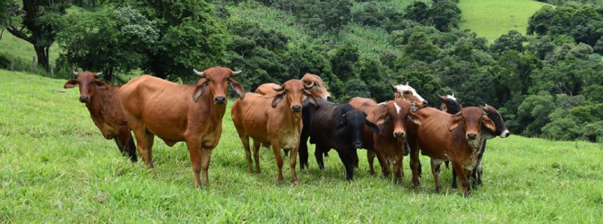IMA convoca produtores rurais de Minas para atualizarem os dados de animais até 30/6
