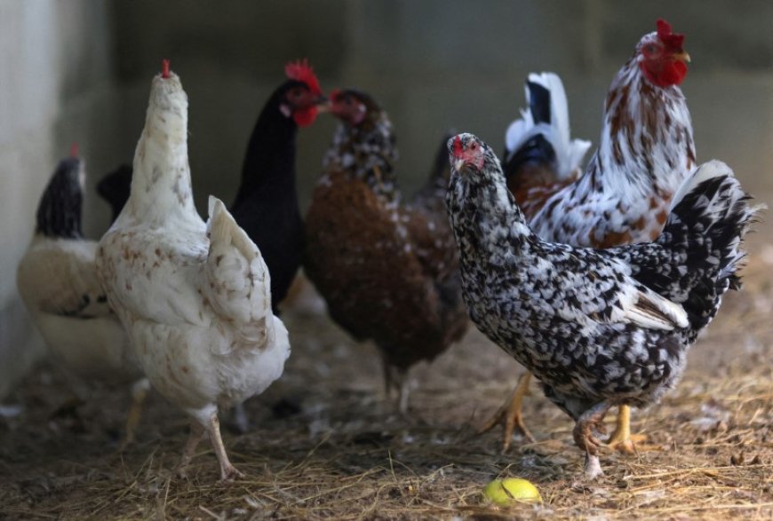 China suspende compra de carne de frango do Brasil por gripe aviária, diz CNN