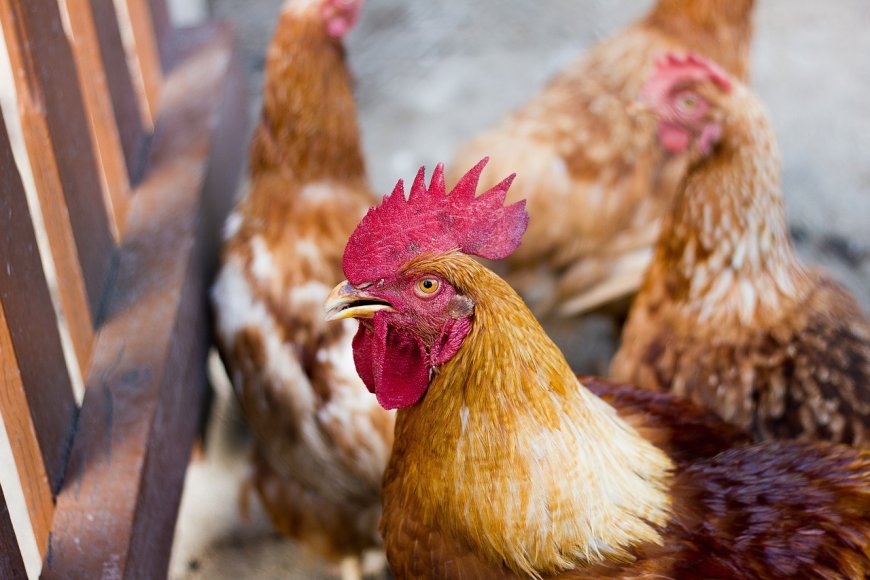 Ministério confirma 1º foco de gripe aviária em granja comercial no Brasil