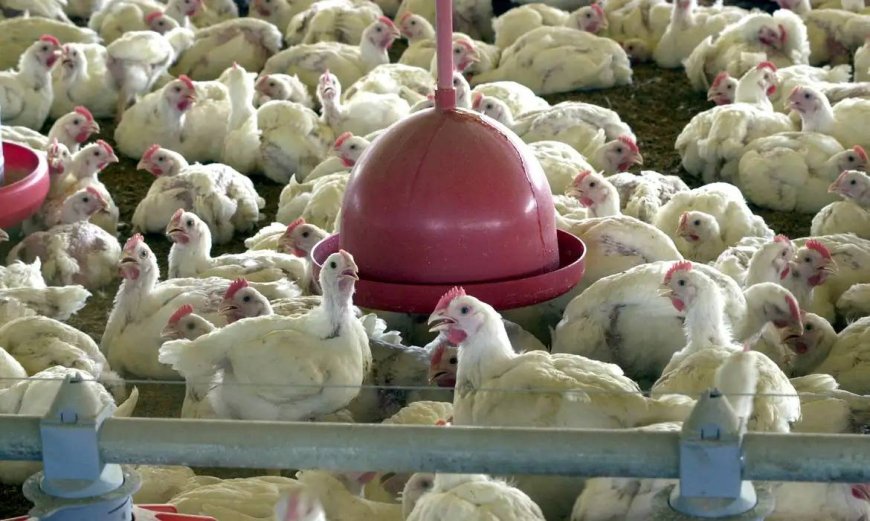 Gripe aviária: exportações de frango estão suspensas também para Uruguai e Chile