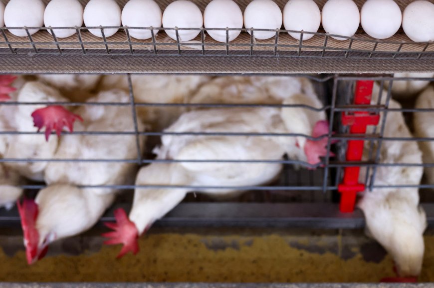 RS declara estado de emergência em saúde animal para gripe aviária e inicia vistorias