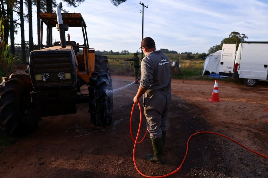 Agricultores e autoridades intensificam controles onde gripe aviária foi registrada