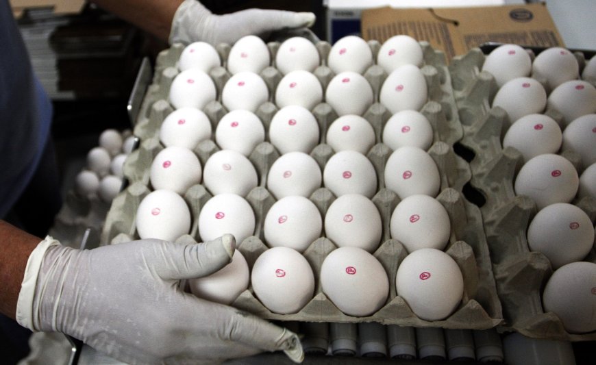 Preço do ovo recua 7,2% no atacado em Porto Alegre após gripe aviária