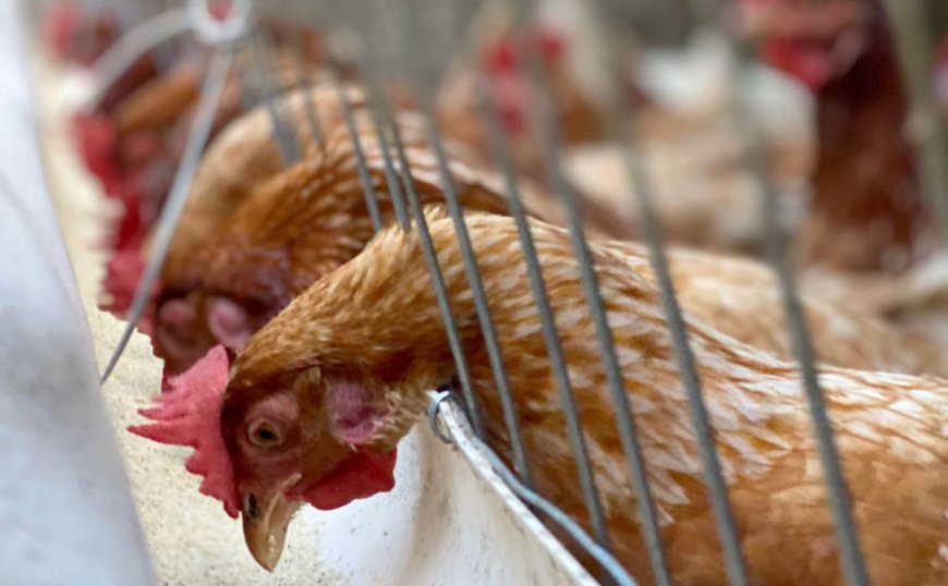 Minas confirma caso de gripe aviária e governo decreta emergência sanitária