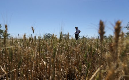 Austrália prevê queda de 10% na produção de trigo em 2025