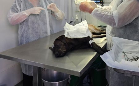 Castração de cães e gatos em Araxá será ampliada com emenda de R$ 300 mil destinada pelo deputado Mário Heringer