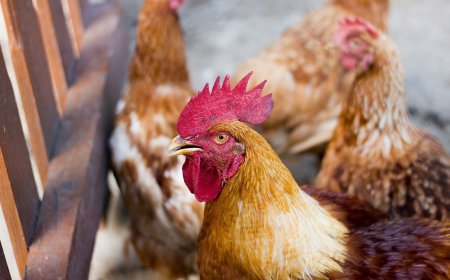 Japão e outros 16 países retiram restrições comerciais à carne de aves brasileira