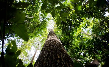 Anfitrião da COP30, Brasil alerta contra dependência excessiva de créditos de carbono