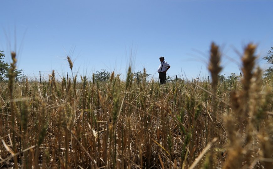 Austrália prevê queda de 10% na produção de trigo em 2025