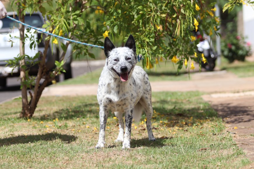 Cães do Canil Municipal são castrados e esperam por um lar