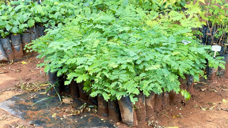 Projeto “Uma Árvore na Minha Calçada”
