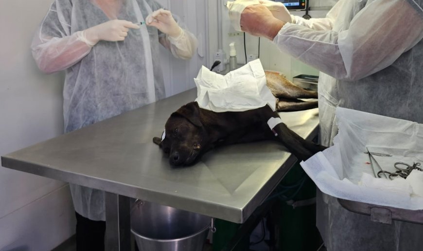 Castração de cães e gatos em Araxá será ampliada com emenda de R$ 300 mil destinada pelo deputado Mário Heringer