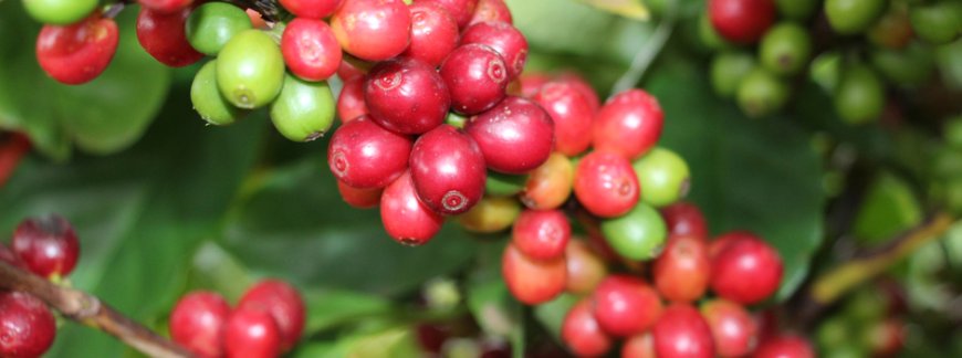 Exportações de produtos agropecuários atingem 46,8% do total de MG