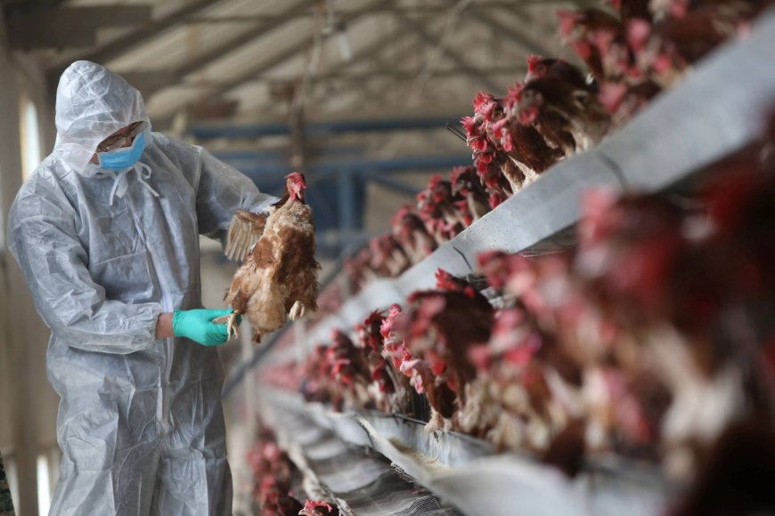 Brasil declara estar livre de gripe aviária e espera que comércio de frango normalize