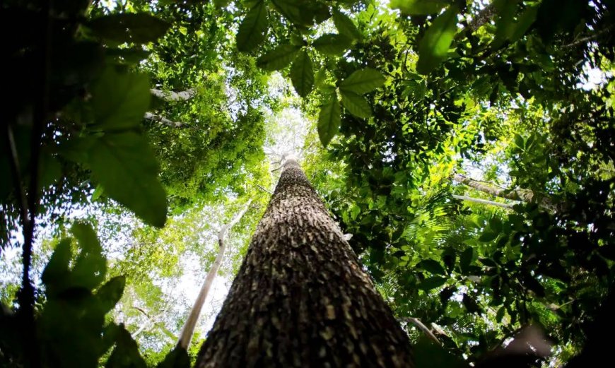Anfitrião da COP30, Brasil alerta contra dependência excessiva de créditos de carbono