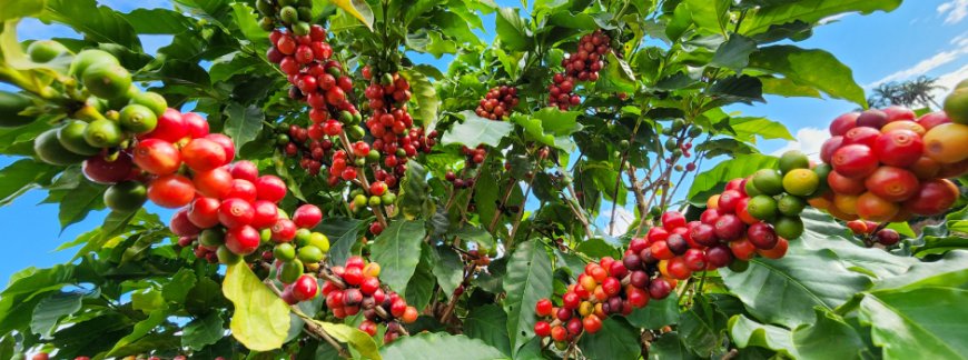 Exportações do agronegócio mantêm MG em destaque no cenário global