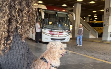 Minas regulamenta transporte de cães e gatos de pequeno porte em ônibus intermunicipais