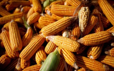 Preços ao produtor do Brasil têm em maio maior queda em quase 2 anos