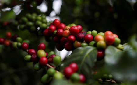 Abag alerta que tarifas contra o Brasil vão atingir também o consumidor dos EUA