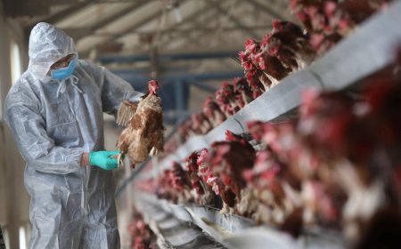 Gripe aviária: Japão suspende importação de frango e derivados de Quixeramobim (CE)
