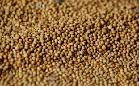 Argentina oficializa redução de impostos sobre exportações de grãos e alimentos