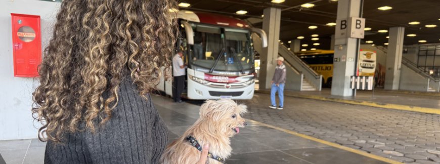Minas regulamenta transporte de cães e gatos de pequeno porte em ônibus intermunicipais