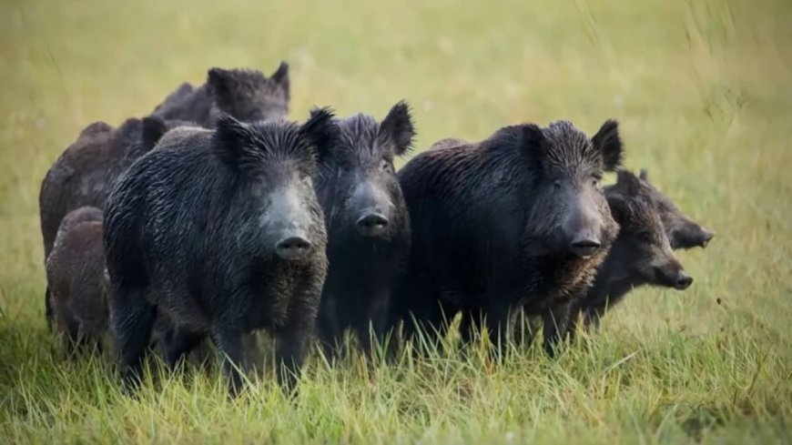 Araxá promoveu audiência pública sobre manejo sustentável de javalis
