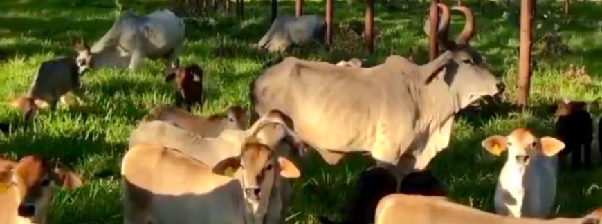 Minas antecipa debates da COP30 e foca no agro sustentável