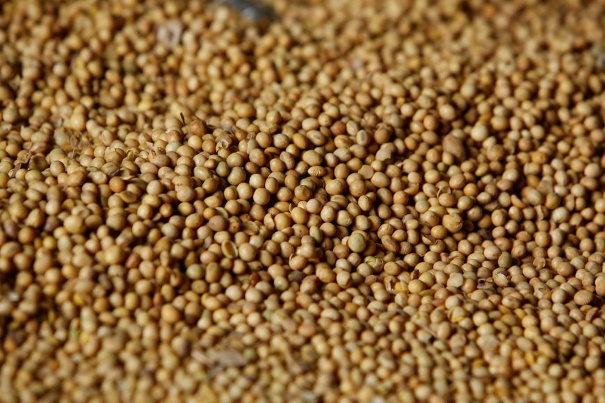 Argentina oficializa redução de impostos sobre exportações de grãos e alimentos