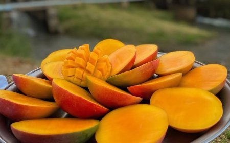 The AgriBiz: Café, carne, suco, frutas e peixe; veja como o tarifaço afeta o agro