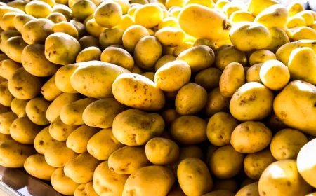 Batata-inglesa tem maior contribuição negativa individual no IPCA em julho, diz IBGE