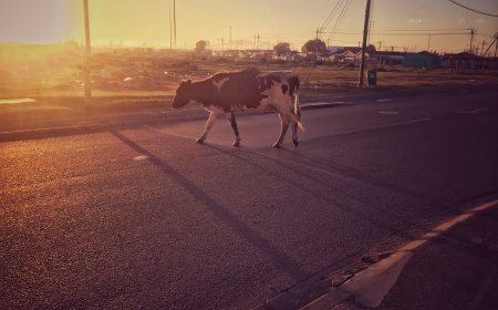 Secretaria de Agricultura recolhe animais de médio e grande porte nas ruas de Araxá