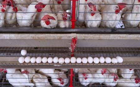 Exportação de carne de frango do Brasil recuará em 2025 após gripe aviária, diz ABPA