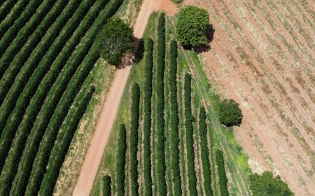 Tarifaço, mudanças climáticas e safra menor no Brasil elevam preços do café, diz OIC