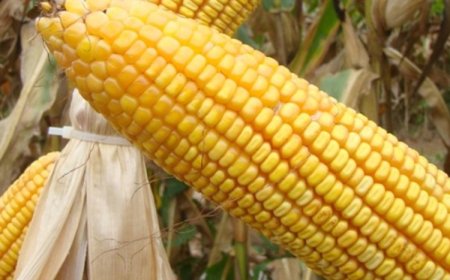 Triângulo se destaca na produção de milho